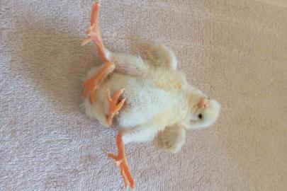 Diyarbakır’da dört ayaklı civciv şaşırttı