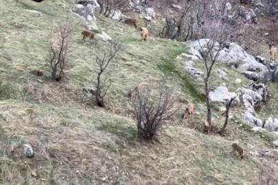 Diyarbakır’da nesli koruma altında olan dağ keçileri görüldü