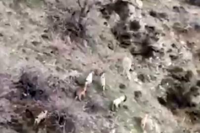 Diyarbakır’da popülasyonu hızla artıyor: Dağ keçileri sürü halinde görüntülendi