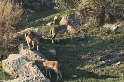 Diyarbakır’da popülasyonu hızlı artan dağ keçileri görüldü