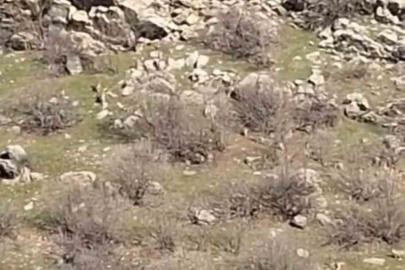 Diyarbakır’da sürü halinde dağ keçileri görüntülendi