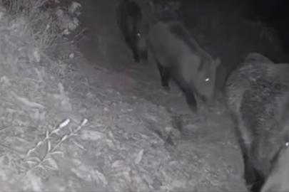 Diyarbakır’da yaban hayvanları foto kapana yakalandı