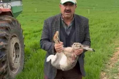 Diyarbakırlı çiftçi, tarlada yakaladığı gebe tavşanı yaşam alanına bıraktı