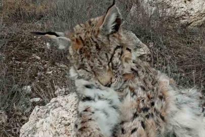 Doğada nadir görülen vaşak ölü bulundu