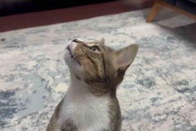 Dört yıldır kusan kedinin midesinden buzdolabı vakumu çıktı