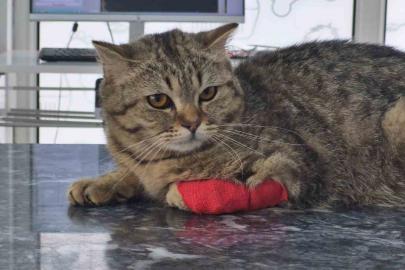 Düzce’den 342 ton ihraç edildi