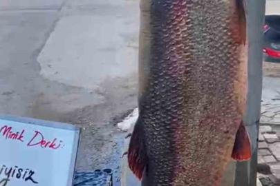 Elazığ’da 97 kilogram turna balığı yakalandı