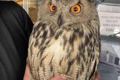 Elazığ’da yaralı halde bulunan puhu ekiplere teslim edildi