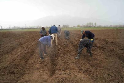 Erzincan bölgenin fidan ihtiyacını karşılıyor
