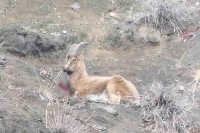 Erzurum’da kaçak avcılar yaban keçisini yaraladı