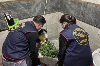 Evlerinde saksı içerisinde kenevir yetiştiren tacirlere operasyon