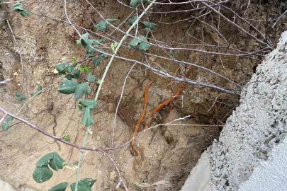 Fidan dikimi sırasında insan kafatası ve kemik parçaları bulundu