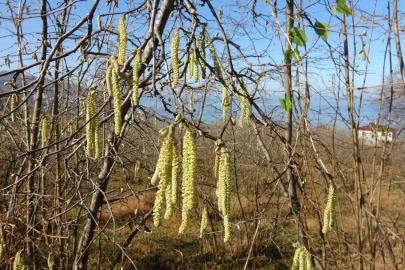 Fındıkta doğru bilinen yanlışlara karşı uyardı