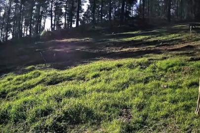 Ganos Dağları’nda karaca sürüsü fotokapana yansıdı