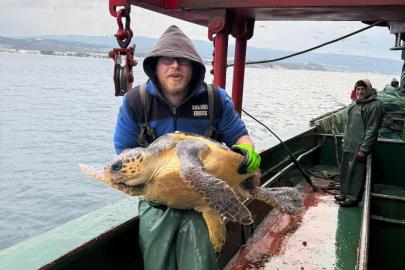 Gelibolu açıklarında ağlara takılan caretta caretta denize geri salındı