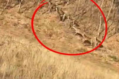 Geyik sürüsü kameraya böyle takıldı