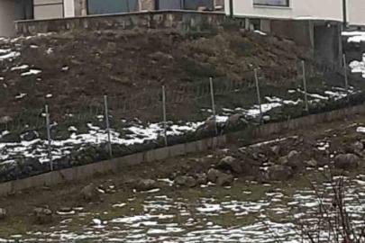 Göç yolculuğundaki leylekler Sakarya’da mola verdi