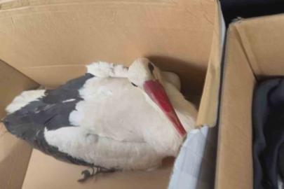 Göç yolundaki leyleklere av tüfeğiyle ateş ettiler