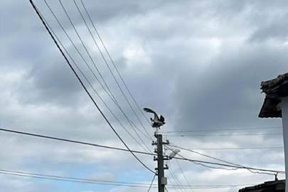 Gönen Dereköy’de leylek yapay yuvayı reddetti, eski yerine dönmek istiyor