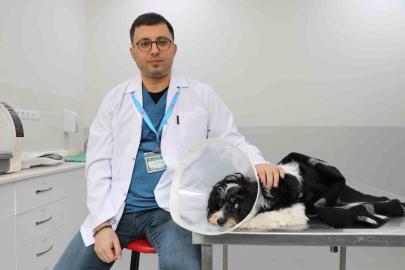 Görenler gözlerine inanamadı: Köpeğin karnından 140 taş çıktı