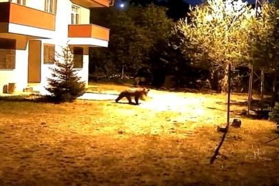 Gümüşhane’de alarm sesine aldırış etmeyen iki ayı görüntülendi