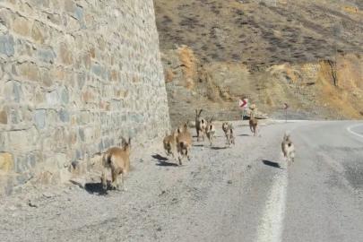 Gümüşhane’de yaban keçileri yavrularıyla birlikte görüntülendi