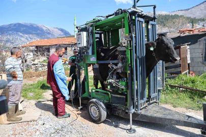 Gündoğmuşlu üreticilerin büyükbaş hayvanlarına tırnak bakım desteği