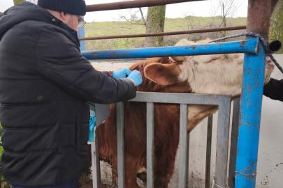 Hayvancılık işletmelerinde sağlık taraması yapıldı