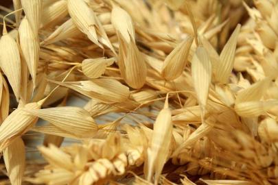 Hüyük’te yulaf üretimine demonstrasyon desteği