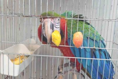 İpsala Sınır Kapısında kaçak papağan girişimi