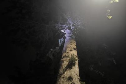 İskenderun’da ağaçta mahsur kalan kediyi itfaiye kurtardı