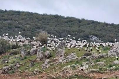 İslahiye’de leylek akını