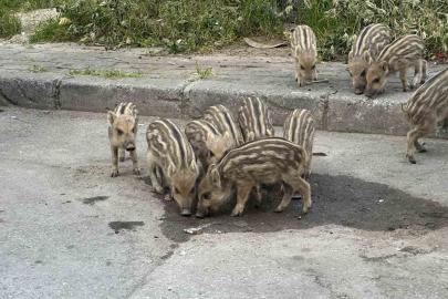 İzmir’de yaban domuzları gündüz vakti sokaklarda yiyecek aradı