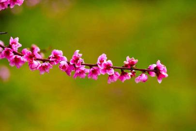 İznik Ovası’nda bahar şöleni : Şeftali bahçeleri kartpostallık görüntüler oluşturdu
