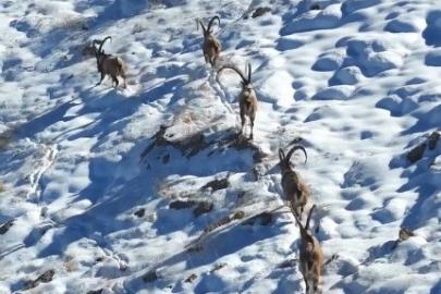 Kahramanmaraş’ta yaban keçileri görüntülendi