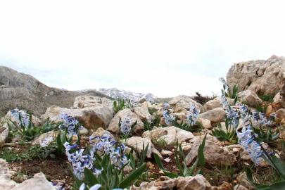 Kar altından çıkan kaya sümbülü görsel şölen sunuyor
