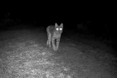 Karabük’te vaşak fotokapanla görüntülendi