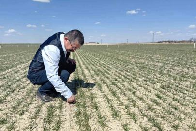 Karapınar’da hububat ekili alanlarda gelişim iyi