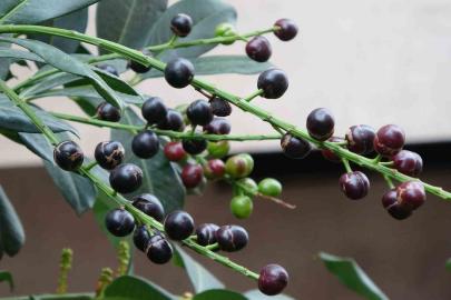 Karayemiş ağacı mevsimine 3 ay kala meyve verdi: "Tadı çok güzel"