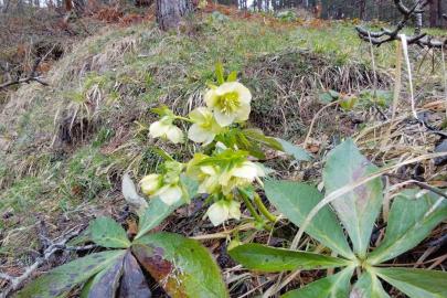 Karlar eridi, dereler coştu: Çiçekler açtı