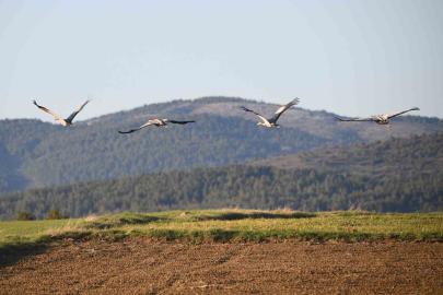 Kastamonu’da görsel şölen: Turna ailesi göç yolunda görüntülendi