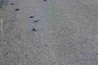 Kastamonu’da onlarca kuş yolda telef olmuş halde bulundu