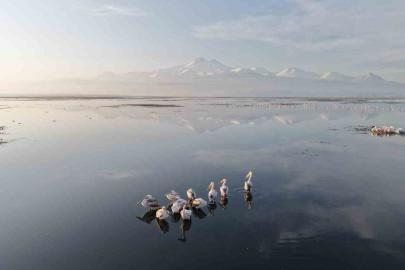 Kayseri’nin ilk pelikanları geldi