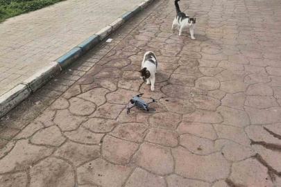 Kediler dronu fare sandı, ortaya renkli görüntüler çıktı