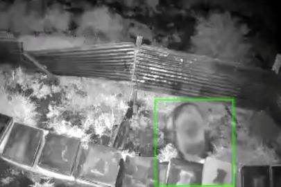 Kış uykusundan kalkan ayı, kovanlara saldırdı