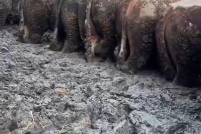 Konya’da sosyal medyaya yansıyan hayvancılık işletmesi görüntülerine inceleme