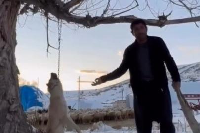 Köpeği zincirle ağaca asarak öldüren şahıs gözaltına alındı