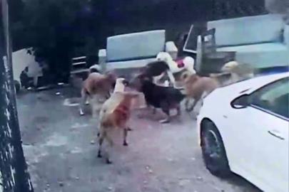 Köpek sürüsü kediyi parçaladı, korkudan çocuğunu okuldan aldı