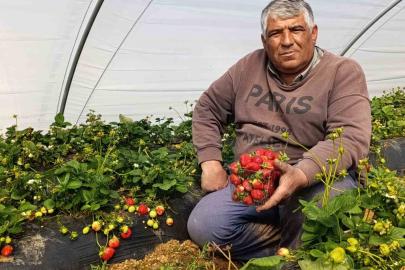 Köprübaşı çileği altın sezonunu yaşıyor
