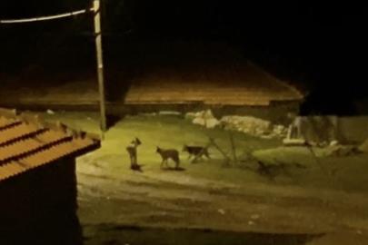 Köye inen kurt sürüsü kamerada